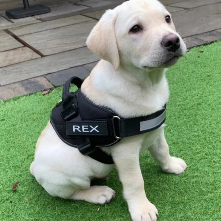 Safety Dog Harness